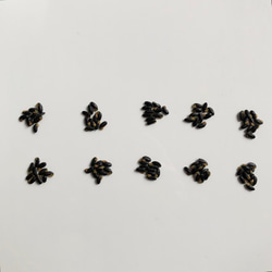 【限定】ミモザ 銀葉アカシア 種子 100粒 4枚目の画像