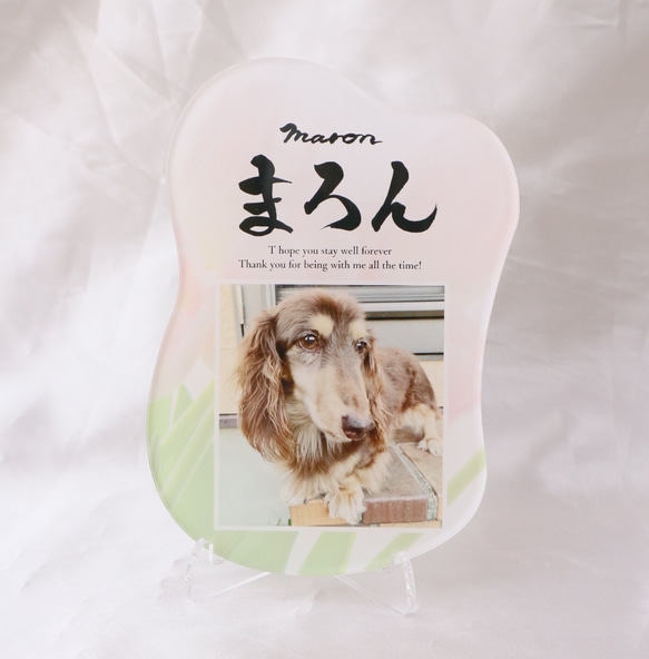 愛するペットへ【クリアメモリアルボード】作成します ペットとの思い出をインテリアとして飾れる！写真・肉球付き 1枚目の画像