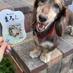 愛するペットへ【クリアメモリアルボード】作成します ペットとの思い出をインテリアとして飾れる！写真・肉球付き 15枚目の画像