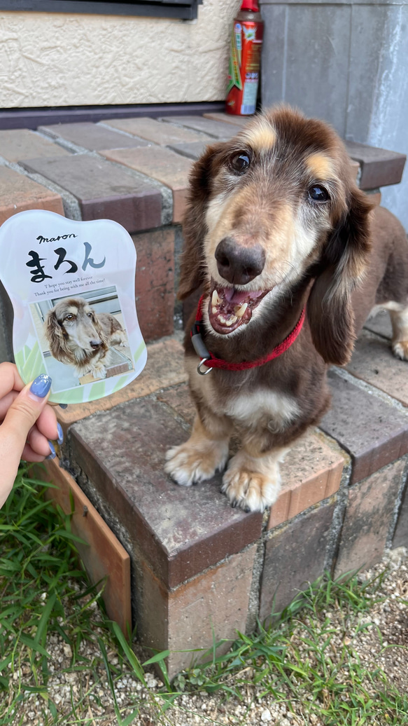 愛するペットへ【クリアメモリアルボード】作成します ペットとの思い出をインテリアとして飾れる！写真・肉球付き 15枚目の画像