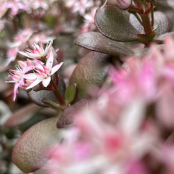 縁起物【多肉植物】 金の成る木 花月 根付き 抜き苗 6枚目の画像