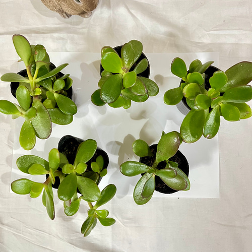 縁起物【多肉植物】 子孫繁栄 お金の成る木☆花月☆根付き 抜き