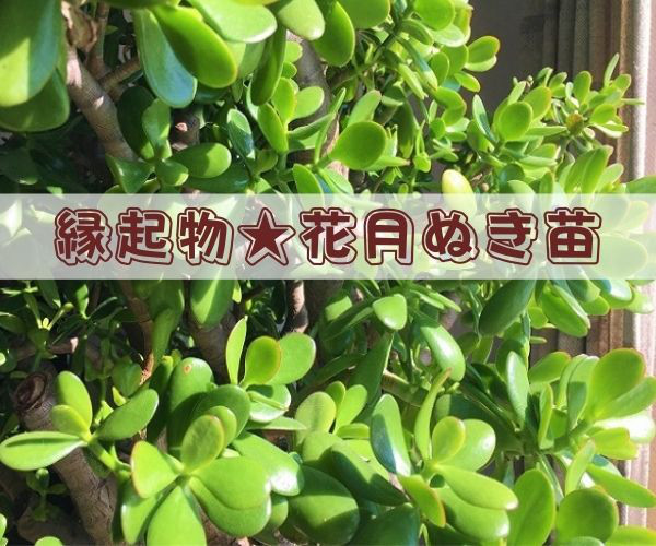 金の成る木 縁起物 多肉植物 引取り推奨 金のなる木 シンシン 多肉植物 金運 観葉植物 金運招来 縁起物