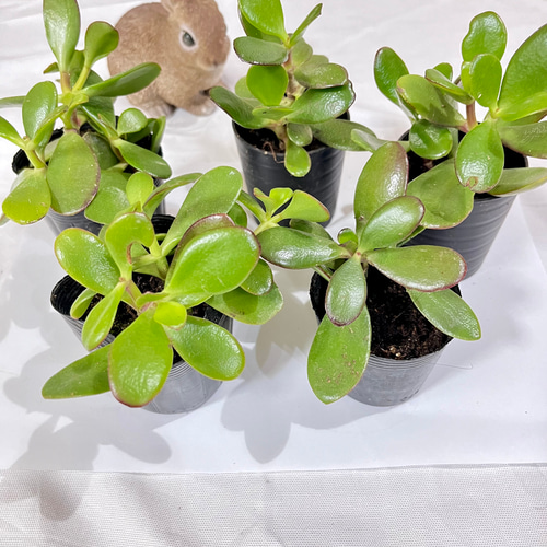 縁起物【多肉植物】 子孫繁栄 お金の成る木☆花月☆根付き 抜き