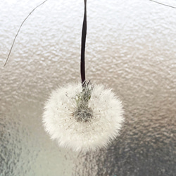 天然素材 ふわふわ たんぽぽの綿毛 ガーランド 10パーツ リネン1.3m ＊ タンポポ ドライフラワー 3枚目の画像