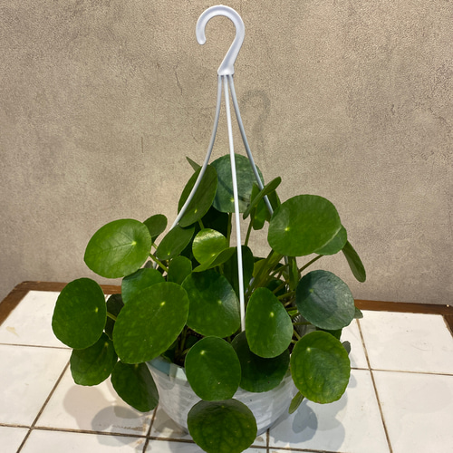 ピレアペペロミオイデス ❤️パンケーキプランツ 5号吊り鉢 多肉植物