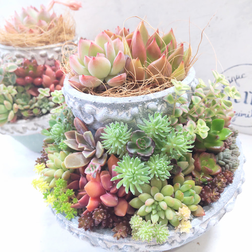 A-41.アンティーク風 リメイク鉢　多肉植物　寄植え A-41.アンティーク風 リメイク鉢 多肉植物 寄植え