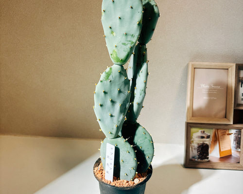 ウチワサボテン,団扇サボテン,大丸盆 ,Opuntia grandis major