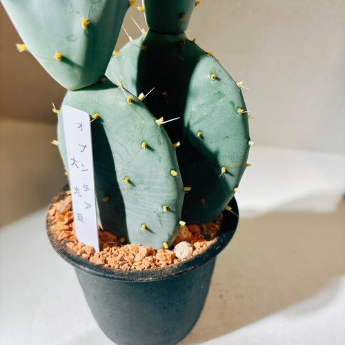 ウチワサボテン,団扇サボテン,大丸盆 ,Opuntia grandis major