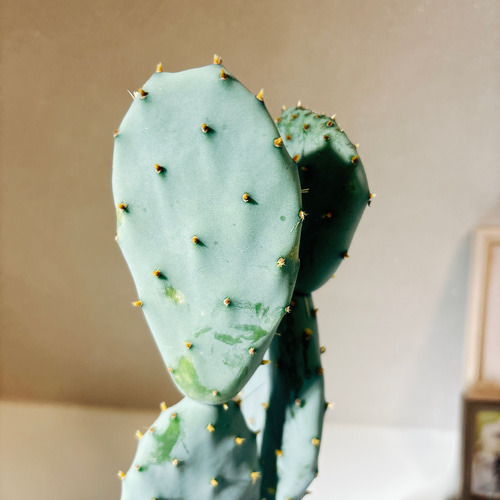 現品］7番 サボテン 大丸盆 3号 観葉植物 多肉植物 かわいい