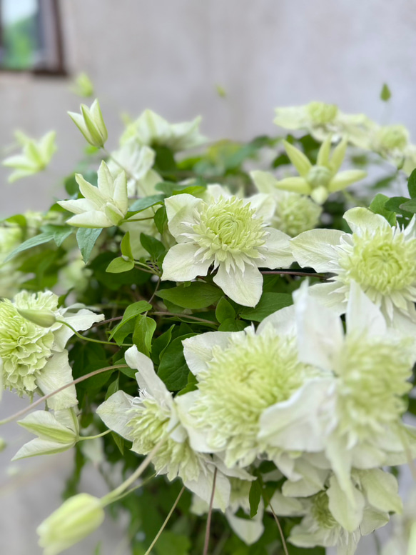 ビッグサイズ！「八重咲きクレマチス 白万重」の鉢植え。母の日ギフトにも♡ 2枚目の画像