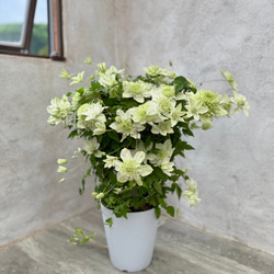 ビッグサイズ！「八重咲きクレマチス 白万重」の鉢植え。母の日ギフトにも♡ 3枚目の画像