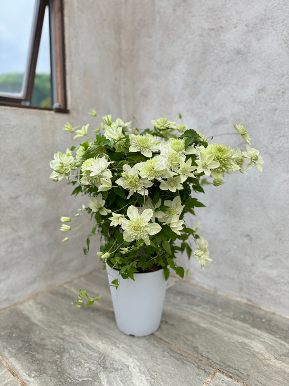 ビッグサイズ！「八重咲きクレマチス 白万重」の鉢植え。母の日ギフトにも♡ 3枚目の画像