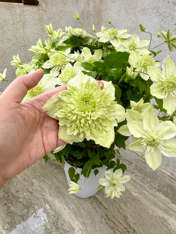 ビッグサイズ！「八重咲きクレマチス 白万重」の鉢植え。母の日ギフトにも♡ 4枚目の画像