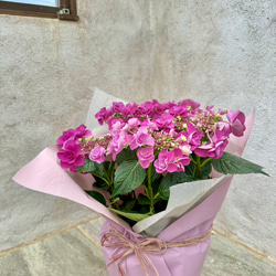 八重咲きアジサイ「フェアリーラブ」ピンク♡　アクアセル入り 2枚目の画像