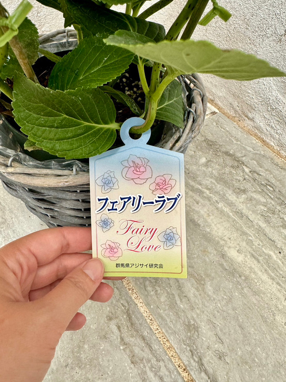 八重咲きアジサイ「フェアリーラブ」ピンク♡　アクアセル入り 6枚目の画像