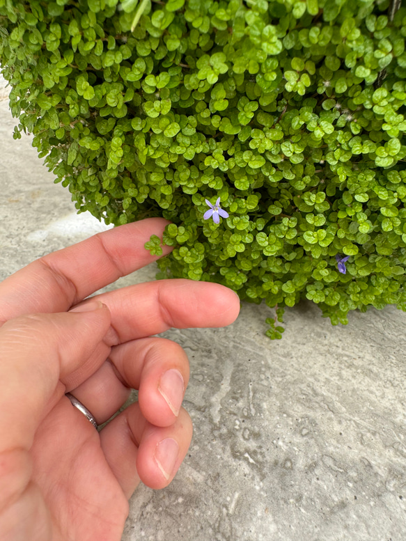 【母の日ギフトにおすすめ！】ベビーティアーズの器にいろいろなお花を寄せ植え♬ 5枚目の画像