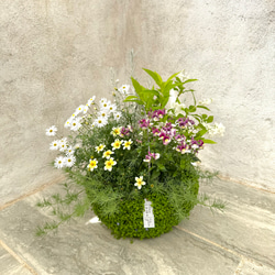 【母の日ギフトにおすすめ！】ベビーティアーズの器にいろいろなお花を寄せ植え♬ 1枚目の画像