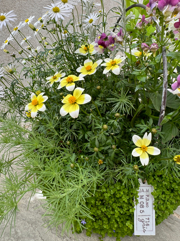 【母の日ギフトにおすすめ！】ベビーティアーズの器にいろいろなお花を寄せ植え♬ 2枚目の画像