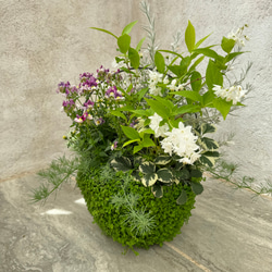 【母の日ギフトにおすすめ！】ベビーティアーズの器にいろいろなお花を寄せ植え♬ 3枚目の画像