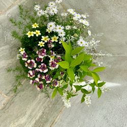 【母の日ギフトにおすすめ！】ベビーティアーズの器にいろいろなお花を寄せ植え♬ 4枚目の画像