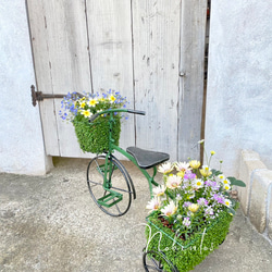 唯一無二！！！ベビーティアーズの三輪車にいろいろなお花を寄せ植え♬ 1枚目の画像