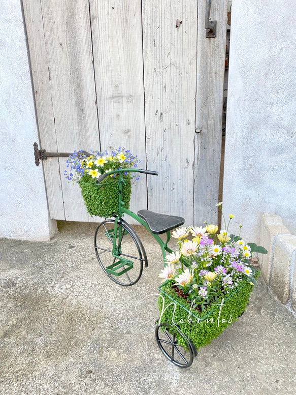 唯一無二！！！ベビーティアーズの三輪車にいろいろなお花を寄せ植え♬ 1枚目の画像