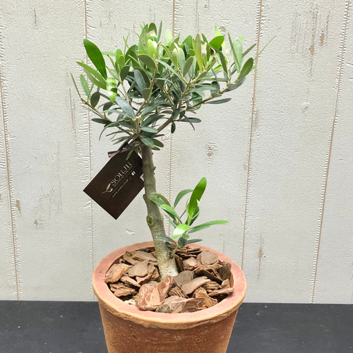 選べる樹形 幹太い オリーブの木 ネバディロブランコ souju 3号ロング