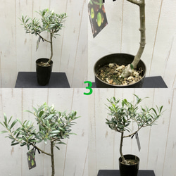 選べる樹形  幹太い オリーブの木  ネバディロブランコ souju  3号ロング鉢 9枚目の画像