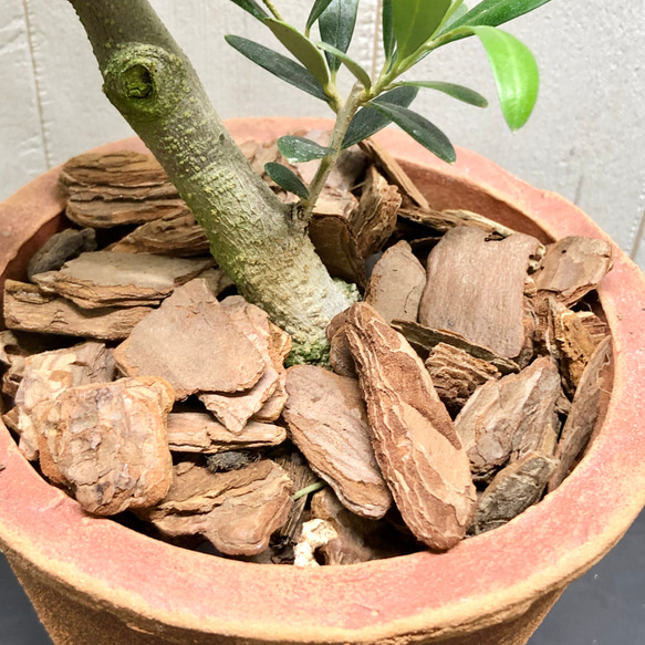 選べる樹形  幹太い オリーブの木  ネバディロブランコ souju  3号ロング鉢 5枚目の画像