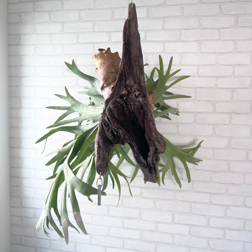 ビカクシダ コウモリラン 群生ビカクシダ流木付け 観葉植物 ハンギング