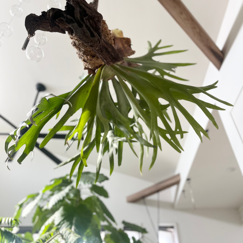 ビカクシダ コウモリラン 群生ビカクシダ流木付け 観葉植物
