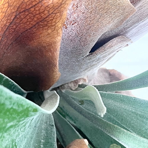 ビカクシダ コウモリラン 群生ビカクシダ流木付け 観葉植物 ハンギング