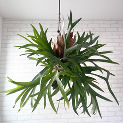 ビカクシダ コウモリラン 群生ビカクシダ流木付け 観葉植物 ハンギング