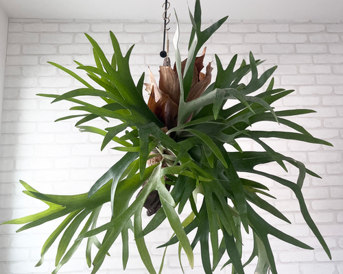 e246474930ba0a53f725e7f1699b84