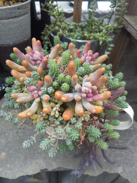 多肉植物 ぷくぷくセット♡恋心♡ビアポップ♡ 【公式通販】