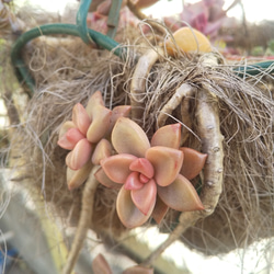 多肉植物 ブロンズ姫 抜き苗  赤ちゃん苗 ２つ 4枚目の画像