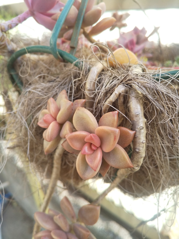 多肉植物 ブロンズ姫 抜き苗  赤ちゃん苗 ２つ 4枚目の画像