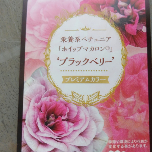 MIYABI ペチュニア ホイップマカロン ブラックベリー ペチュニア：ホイップマカロン ブラックベリー3-3.5号ポット 6株
