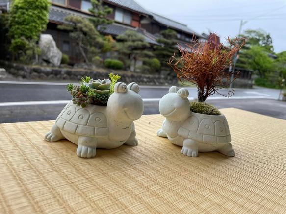 多肉植物用　ポット　プランター　カメ 1枚目の画像