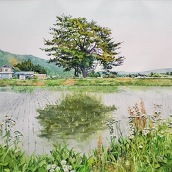 絵画　水彩画　風景画　画題「松川の一本松」 1枚目の画像
