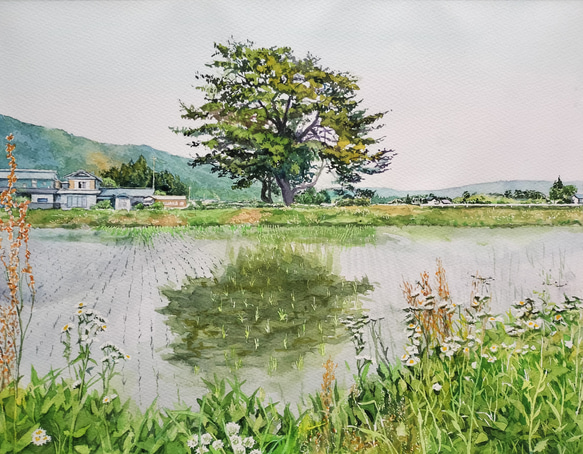 絵画　水彩画　風景画　画題「松川の一本松」 1枚目の画像