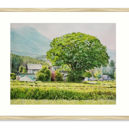 絵画 水彩画 風景画 画題「軒先の大ケヤキ」 絵画 yamakasumi56 通販