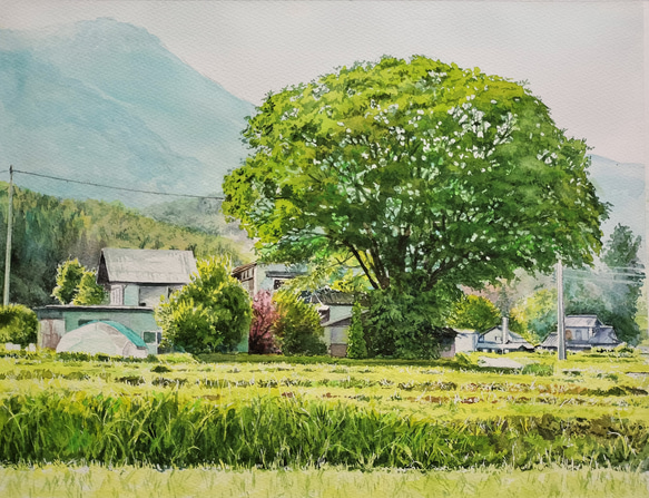 絵画 水彩画 風景画 画題「軒先の大ケヤキ」 絵画 yamakasumi56 通販