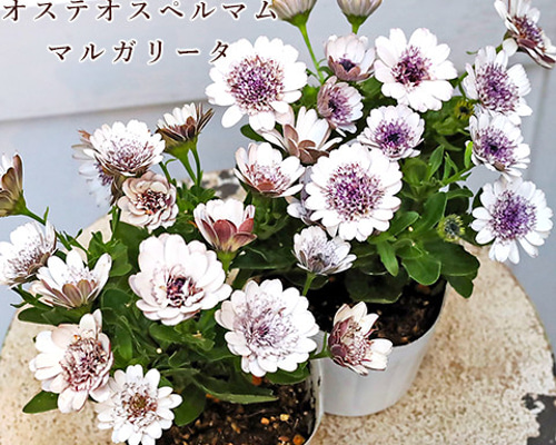 花苗 八重咲き オステオスペルマム マルガリータ ダブル ホワイト 3.5 