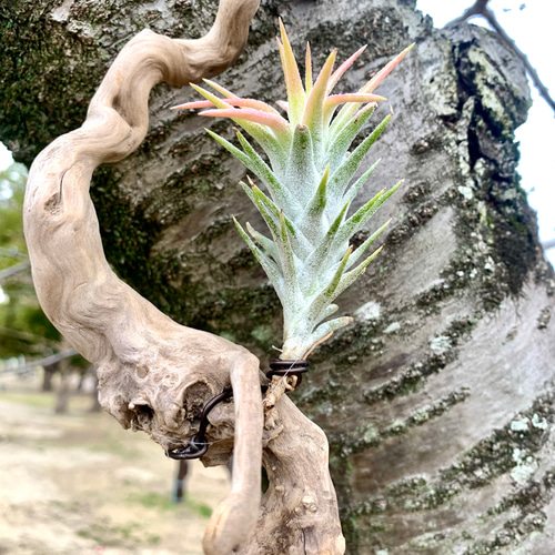 チランジア イオナンタ バンハイニンギー中株 多肉植物 キコリ 通販