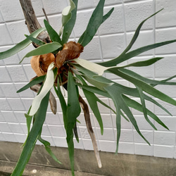 ビカクシダ アルシコルネ 大株 多肉植物 キコリ 通販 14121166