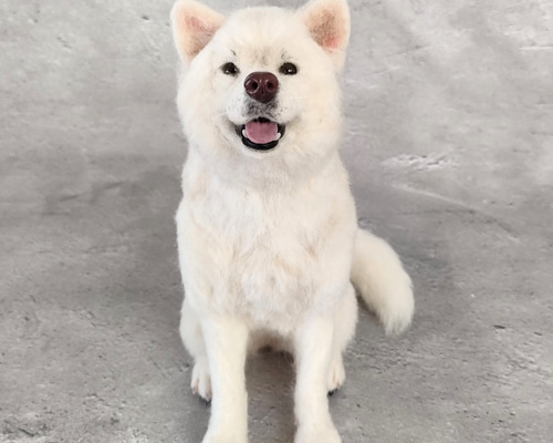 プリマロ　羊毛フェルト犬　全身タイツ犬　プリ　マロ　ジノ 4977444941366.jpg