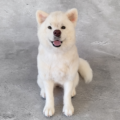 ショルダーバッグを下げた秋田犬の白毛さん ショルダーバッグを下げた秋田犬の白毛さん 編ま