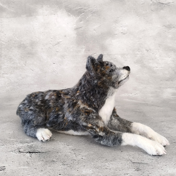 秋田犬さん（虎）〈24043〉 8枚目の画像